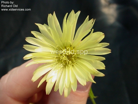 falsedandelion, Carolina